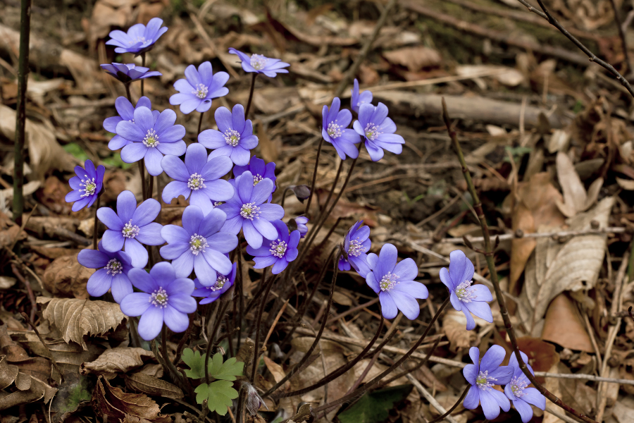 Die Flora in Bieszczady